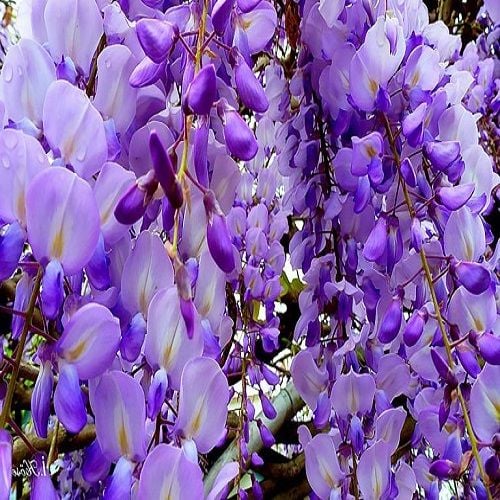 Dış Bahçe Bitkileri